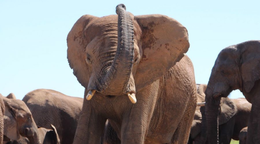 Elefant