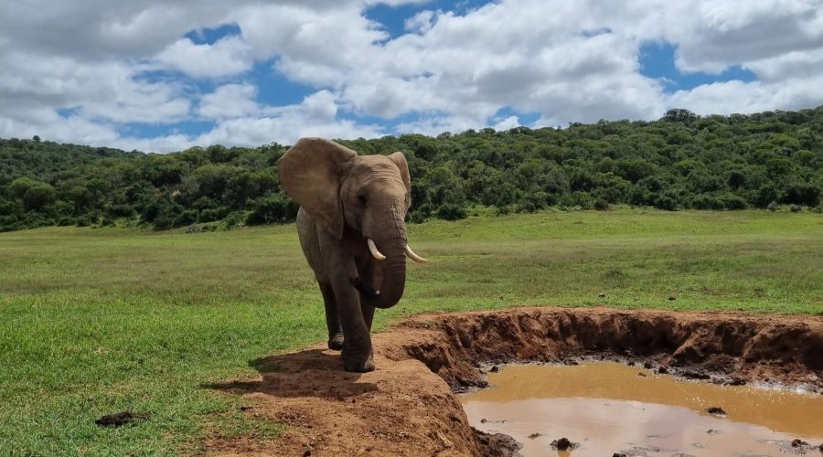 Elefant