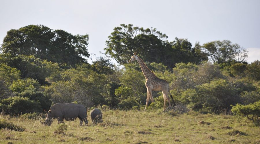 Giraffe und Nashorn