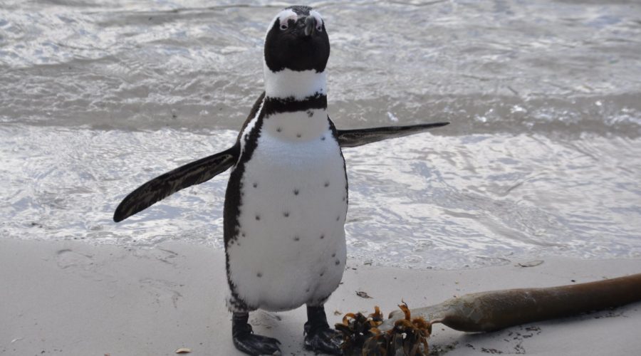 Pinguin